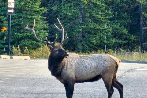 Emerald Lake, Lake Louise, Johnston Canyon & Banff Tour SUV