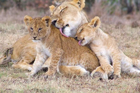 MASAI MARA: 3 DAYS MASAI MARA BUDGET GROUP JOINING SAFARI