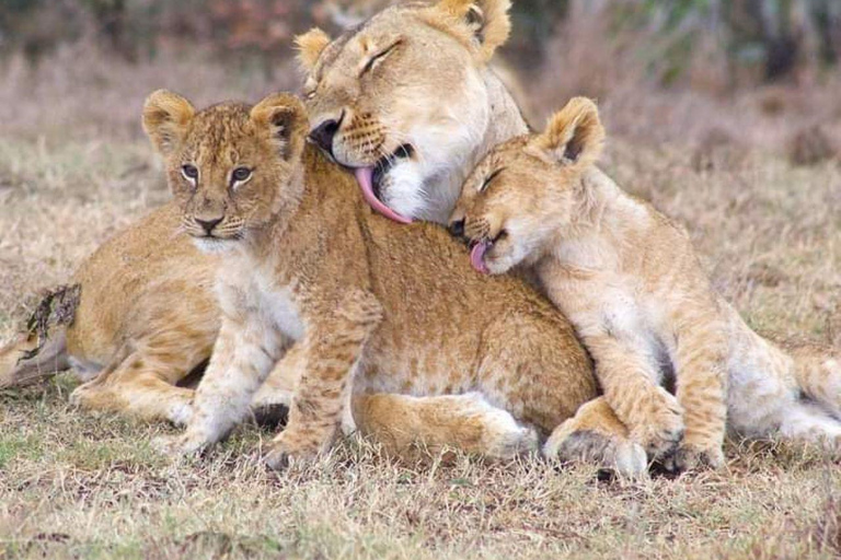 MASAI MARA: 3 DAYS MASAI MARA BUDGET GROUP JOINING SAFARI