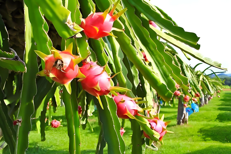 Guangzhou Conghua: One-Day Chartered Guide in Xitou Village