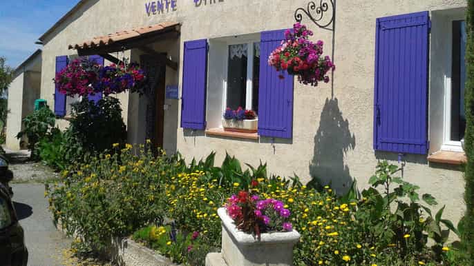 from avignon lavender ocean in valensole