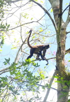 Calakmul hiking - Housity