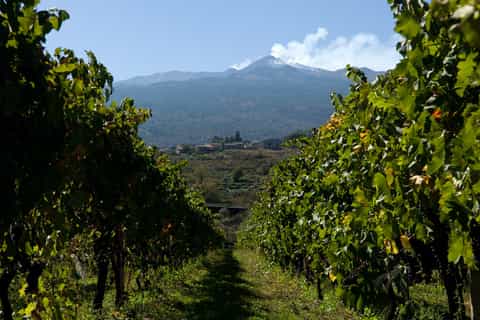 Full-Day Etna and Wine Tour from Catania