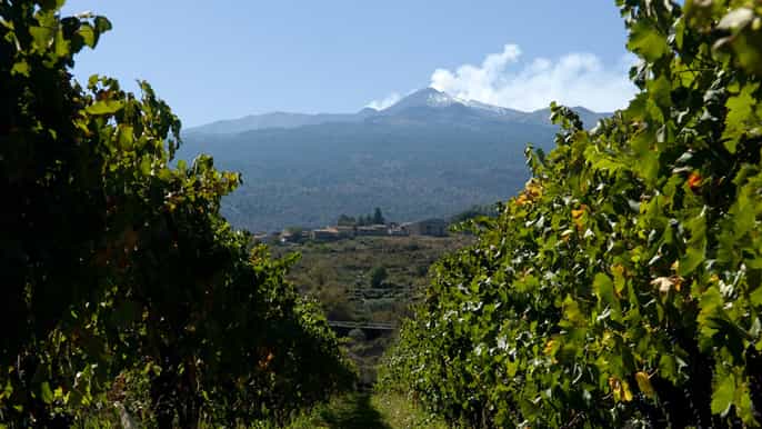 fullday etna and wine tour from catania