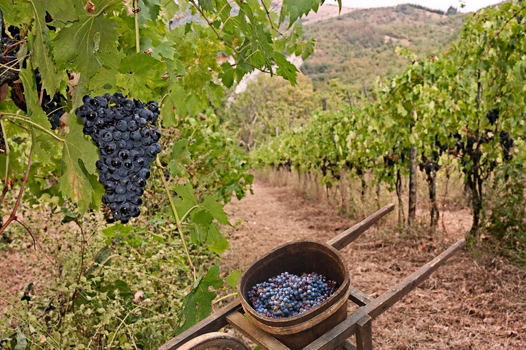 Private Chianti and SuperTuscan Shore Excursion from Livorno Shore Excursion from Livorno