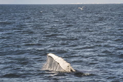 Whale Watching from Akureyri Cruise Port (Pickup included)