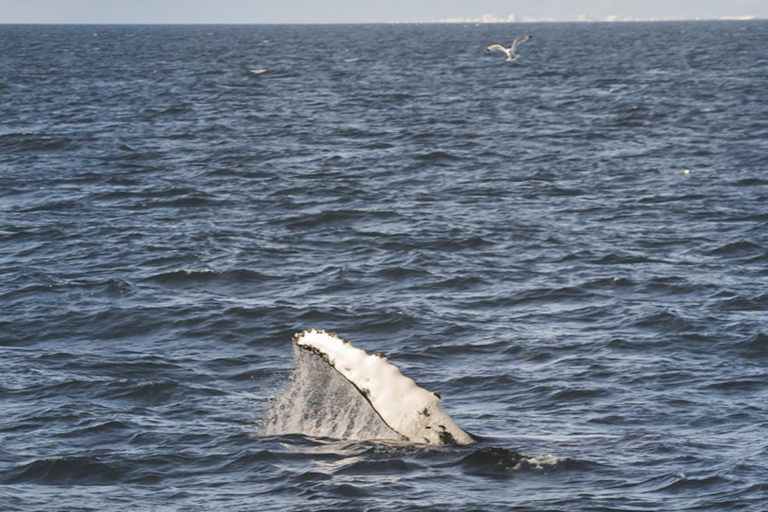 Whale Watching from Akureyri Cruise Port (Pickup included)