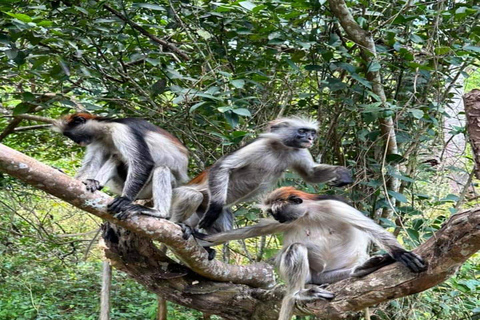 Zanzíbar: Excursión al Bosque de Jozani y a la Granja de Especias con almuerzo