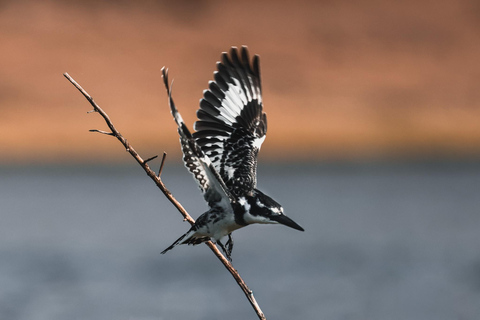 Chobe River Private 3 Hour Boat Safari