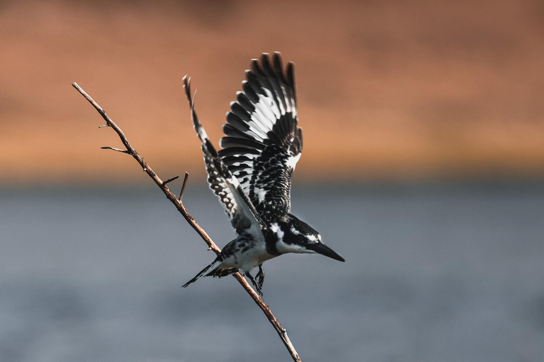 Chobe River Private 3 Hour Boat Safari