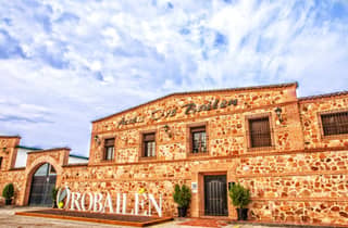 "Oro Bailén": Tour durch den Oro Bailen-Hain + Mühle + Verkostung