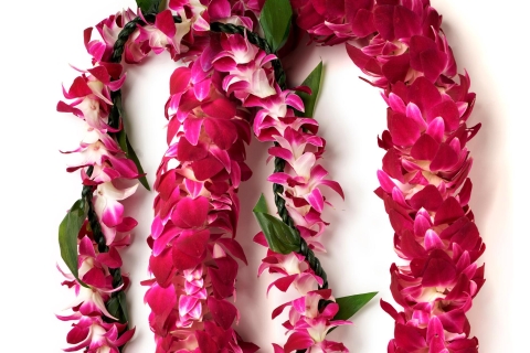 Oahu: Lotnisko Honolulu (HNL) Miesiąc miodowy Lei GreetingKlasyczne powitanie dla nowożeńców Lei (2 Lei)
