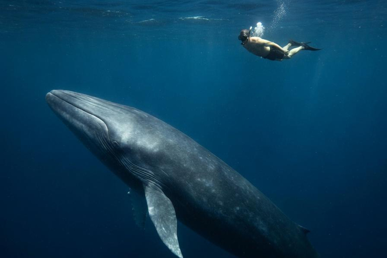 Mirissa: Dolphin Swim Blue Whale Snorkelling | All-Inclusive Mirissa: Scuba Diving & Turtle Snorkelling Experience