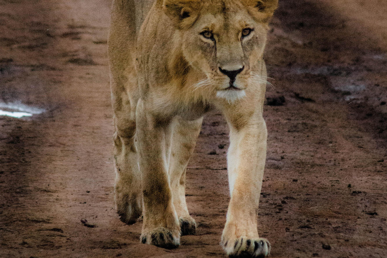 Nairobi National Park: begeleide gamedrive bij zonsopgang of zonsondergang