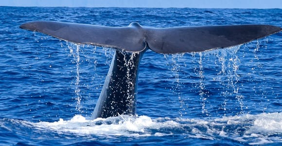 Madeira: Responsible Whale and/or Dolphin Watching Tour