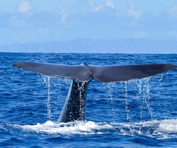 Madeira: Guaranteed Whales or Dolphins Watching Tour