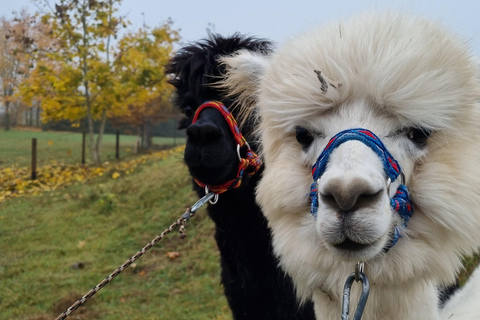 Alpaca Farm & Trakai City Tour