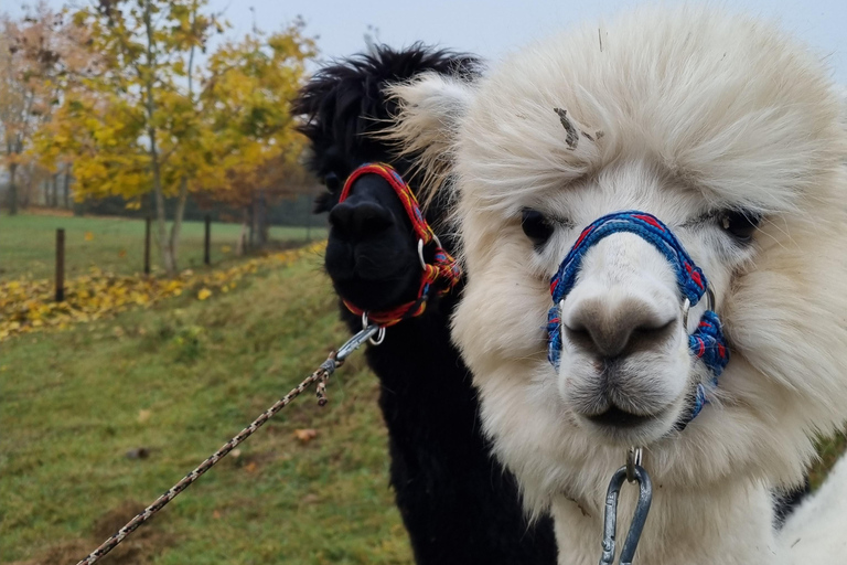 Alpaca Farm & Trakai City Tour