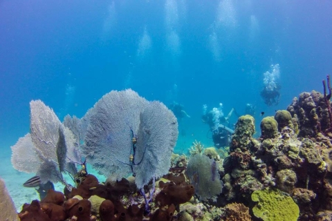Catalina île Scuba Tour de plongée sous-marine de Punta CanaForfait de plongée standard