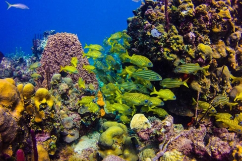 Catalina Island Scuba Diving Tour from Punta Cana VIP Scuba Diving Package