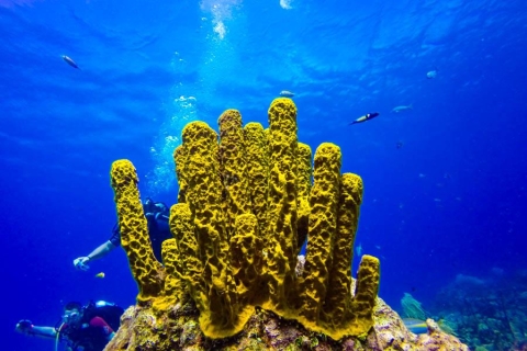 Catalina île Scuba Tour de plongée sous-marine de Punta CanaForfait de plongée standard