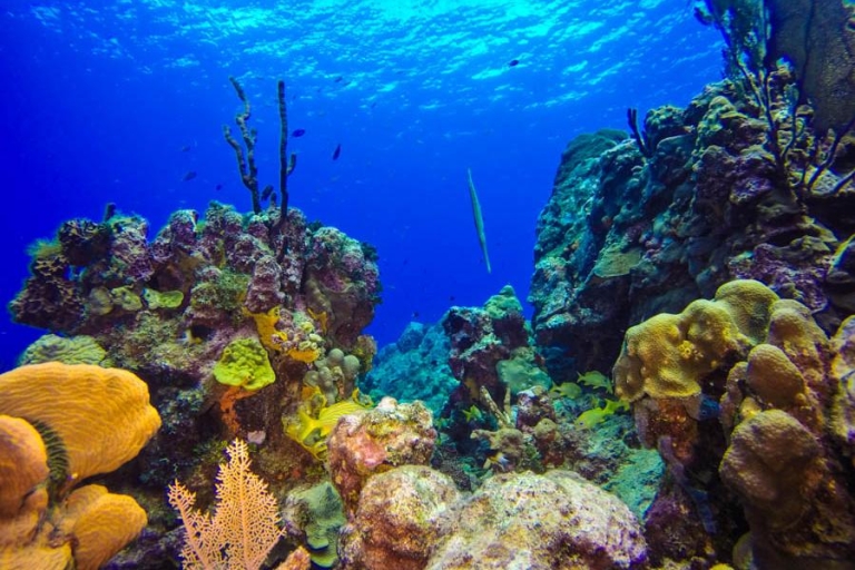 Catalina Island Scuba Diving Tour from Punta Cana Standard Scuba Diving Package