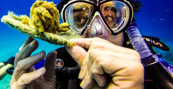 Catalina Island Scuba Diving Tour from Punta Cana