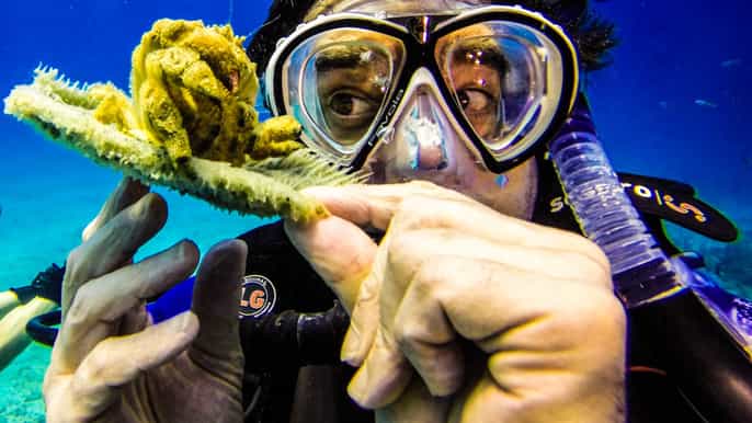 catalina island scuba diving tour de punta cana