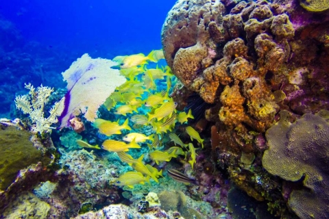 Catalina île Scuba Tour de plongée sous-marine de Punta CanaForfait de plongée sous-marine VIP