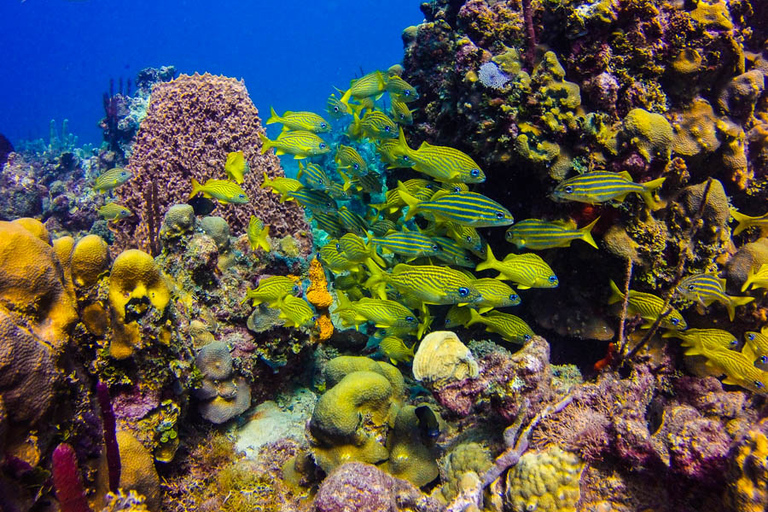 Punta Cana : journée snorkeling sur l'île CatalinaJournée de plongée à l'île Catalina : formule VIP