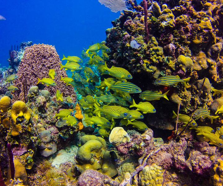 Punta Cana: Full-Day Snorkeling Tour to Catalina Island