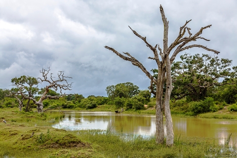 Bentota : Safari en 4x4 dans le parc national de Yala