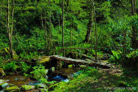 Batumi: Mtirala National Park Guided Hiking & Treetop Tour Mtirala National Park Private Tour