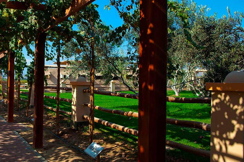 Ica: Ica Wine and Pisco Tour with Tastings