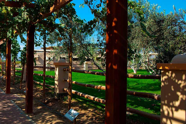 Ica: Ica Wine and Pisco Tour with Tastings