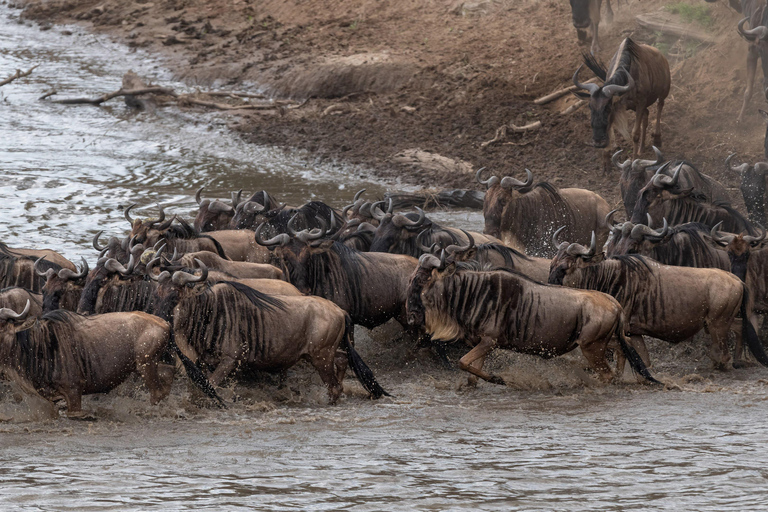 Nairobi: Safari de 3 dias em Maasai Mara com alojamento.AW