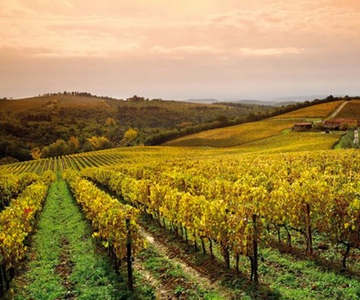 From San Gimignano: Brunello Wine Tour