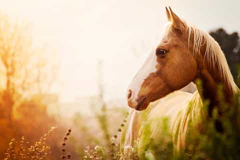Horseback Riding from Siena