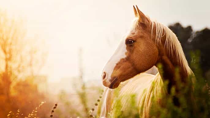 siena tour con sessione di equitazione