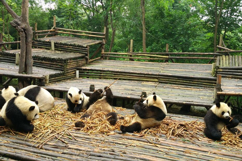 Chengdu Private Tour of Leshan Buddha and Panda Base