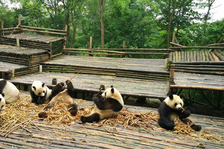 Chengdu Private Tour of Leshan Buddha and Panda Base