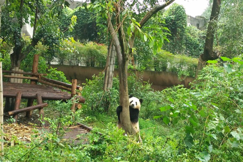 Chengdu Private Tour of Leshan Buddha and Panda Base