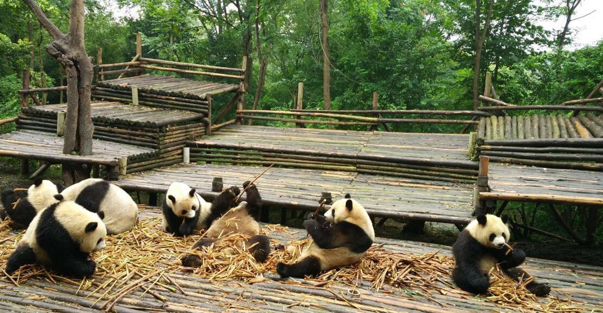 Excursão de meio dia incrível à base de Panda em Chengdu - Hizvo