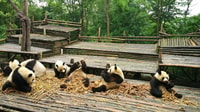 Mezza giornata incredibile Chengdu Panda Gita di base - Hizvo
