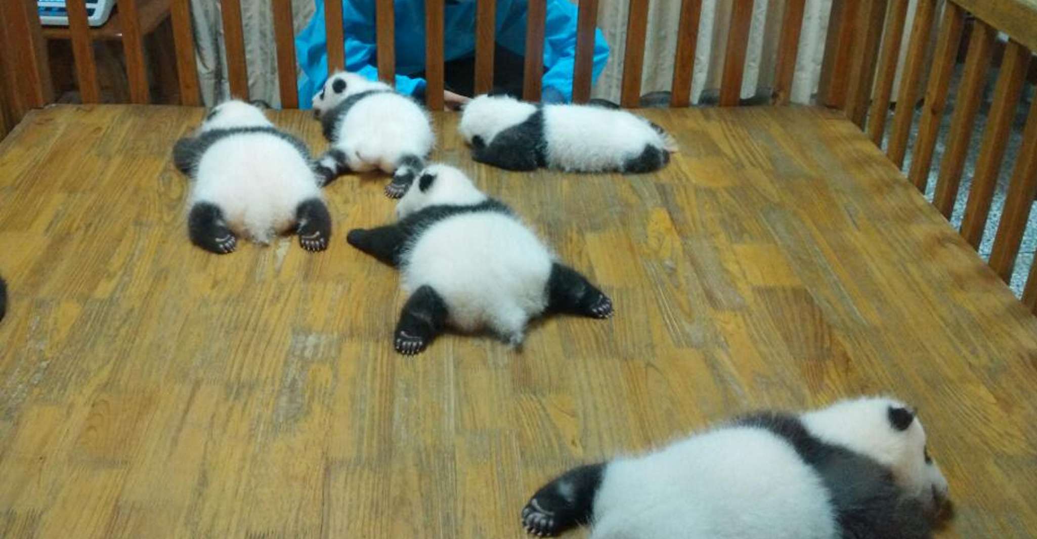 Excursão de meio dia incrível à base de Panda em Chengdu - Hizvo