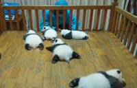 Mezza giornata incredibile Chengdu Panda Gita di base - Hizvo