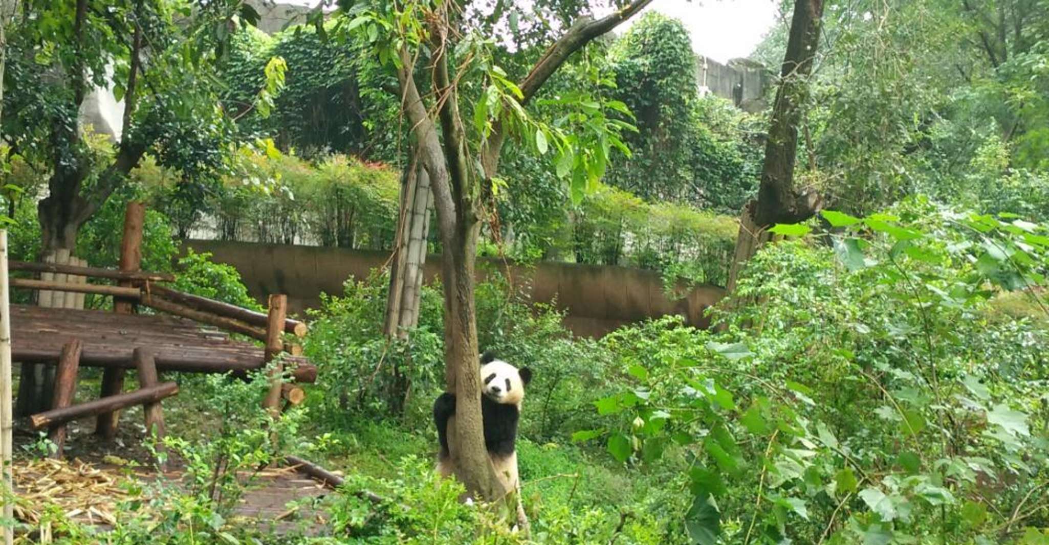 Excursão de meio dia incrível à base de Panda em Chengdu - Hizvo
