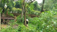 Mezza giornata incredibile Chengdu Panda Gita di base - Hizvo