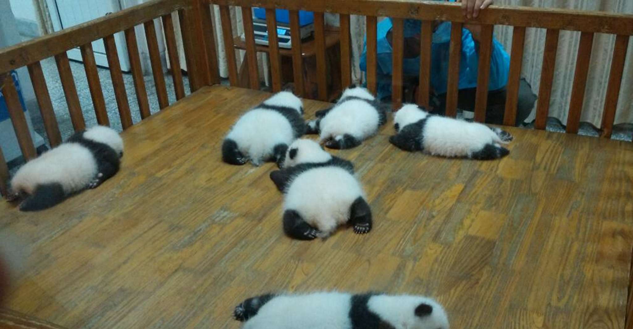 Half Day Amazing Chengdu Panda Base Trip - Hizvo