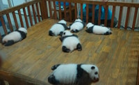 Mezza giornata incredibile Chengdu Panda Gita di base - Hizvo